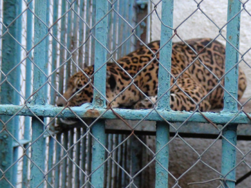 Jaguar la Zoo (c) eMM.ro
